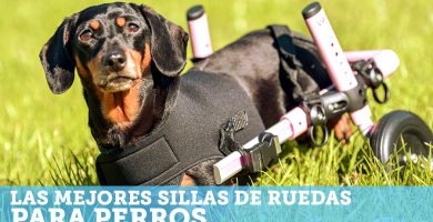 Mejores sillas de ruedas para perros